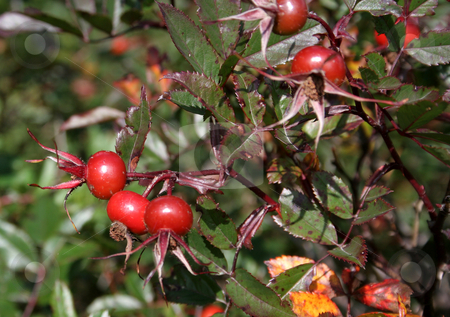 To use this stock image in your creative project, please select the size you need over to the right and click the "Add to Cart" button.
Your downloaded image will come with the Cutcaster watermark removed so don’t worry about the watermark you see on this page. Wild Cranberries stock photo, Wild cranberries on a cranberry bush. by Chris Hill