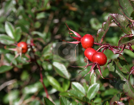 To use this stock image in your creative project, please select the size you need over to the right and click the "Add to Cart" button.
Your downloaded image will come with the Cutcaster watermark removed so don’t worry about the watermark you see on this page. Wild Cranberries stock photo, Wild cranberries on a cranberry bush. by Chris Hill
