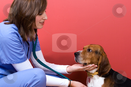 To use this stock image in your creative project, please select the size you need over to the right and click the "Add to Cart" button.
Your downloaded image will come with the Cutcaster watermark removed so don’t worry about the watermark you see on this page. Vet Checkup stock photo, A veterinarian checking out a beagle dog. by Todd Arena