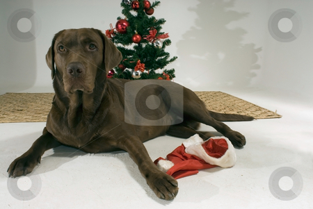 To use this stock image in your creative project, please select the size you need over to the right and click the "Add to Cart" button.
Your downloaded image will come with the Cutcaster watermark removed so don’t worry about the watermark you see on this page. Brown Dog and Christmas Tree stock photo, Brown dog sitting in front of a christmas tree. by Orange Line Media