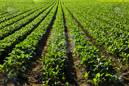 To use this stock image in your creative project, please select the size you need over to the right and click the "Add to Cart" button.
Your downloaded image will come with the Cutcaster watermark removed so don’t worry about the watermark you see on this page. Rows of turnip plants in a field stock photo, Rows of turnip plants in a cultivated farmers field by Elena Elisseeva