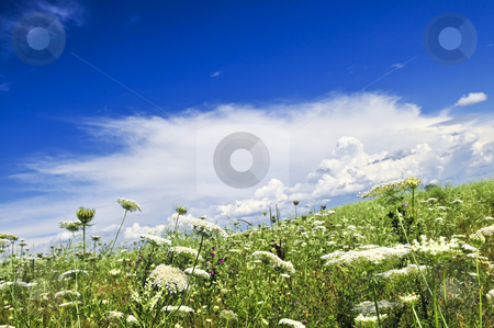 To use this stock image in your creative project, please select the size you need over to the right and click the "Add to Cart" button.
Your downloaded image will come with the Cutcaster watermark removed so don’t worry about the watermark you see on this page. Summer meadow stock photo, Summer meadow with wildflowers and blue sky by Elena Elisseeva