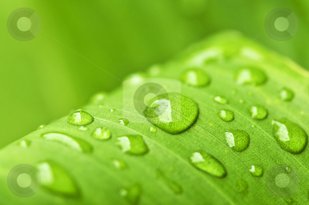 To use this stock image in your creative project, please select the size you need over to the right and click the "Add to Cart" button.
Your downloaded image will come with the Cutcaster watermark removed so don’t worry about the watermark you see on this page. Green leaf background with raindrops stock photo, Natural background of green plant leaf with raindrops by Elena Elisseeva