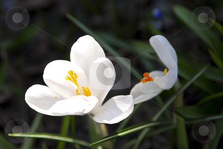 To use this stock image in your creative project, please select the size you need over to the right and click the "Add to Cart" button.
Your downloaded image will come with the Cutcaster watermark removed so don’t worry about the watermark you see on this page. Crocus flower stock photo, Closeup of white crocus flower with green background by Elena Elisseeva