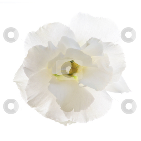 To use this stock image in your creative project, please select the size you need over to the right and click the "Add to Cart" button.
Your downloaded image will come with the Cutcaster watermark removed so don’t worry about the watermark you see on this page. Isolated white flower stock photo, Flower called prairie rose isolated on white background by Elena Elisseeva