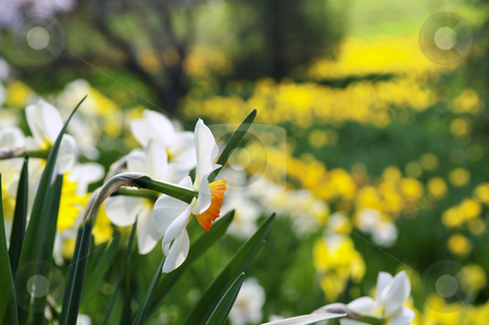 To use this stock image in your creative project, please select the size you need over to the right and click the "Add to Cart" button.
Your downloaded image will come with the Cutcaster watermark removed so don’t worry about the watermark you see on this page. Blooming daffodils in spring park stock photo, Field of blooming daffodils in spring park by Elena Elisseeva