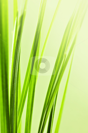 To use this stock image in your creative project, please select the size you need over to the right and click the "Add to Cart" button.
Your downloaded image will come with the Cutcaster watermark removed so don’t worry about the watermark you see on this page. Green grass background stock photo, Natural background with green grass blades close up by Elena Elisseeva