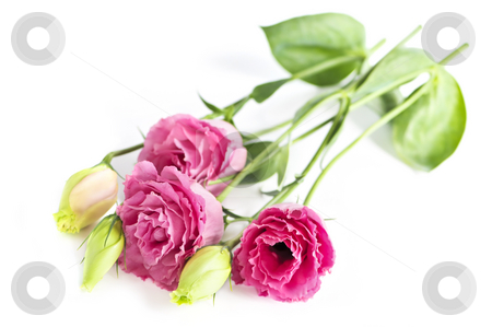 To use this stock image in your creative project, please select the size you need over to the right and click the "Add to Cart" button.
Your downloaded image will come with the Cutcaster watermark removed so don’t worry about the watermark you see on this page. Isolated pink flowers stock photo, Bouquet of flowers called prairie rose isolated on white background by Elena Elisseeva