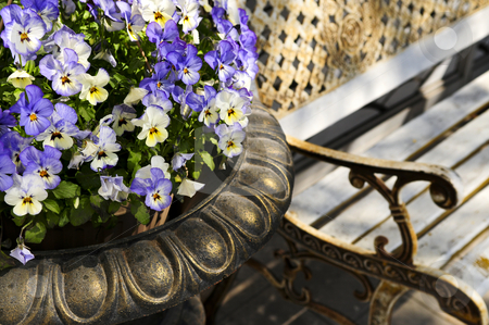 To use this stock image in your creative project, please select the size you need over to the right and click the "Add to Cart" button.
Your downloaded image will come with the Cutcaster watermark removed so don’t worry about the watermark you see on this page. Planter with pansies and bench stock photo, Planter with purple viola pansies and bench by Elena Elisseeva