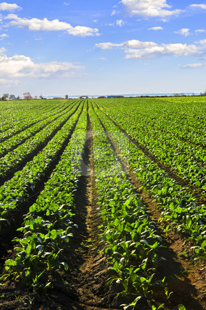 To use this stock image in your creative project, please select the size you need over to the right and click the "Add to Cart" button.
Your downloaded image will come with the Cutcaster watermark removed so don’t worry about the watermark you see on this page. Rows of turnip plants in a field stock photo, Rows of turnip plants in a cultivated farmers field by Elena Elisseeva