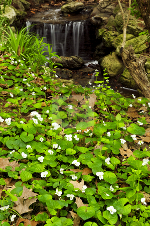 To use this stock image in your creative project, please select the size you need over to the right and click the "Add to Cart" button.
Your downloaded image will come with the Cutcaster watermark removed so don’t worry about the watermark you see on this page. Spring flowers near creek stock photo, White canada violets blooming in a spring forest near creek by Elena Elisseeva