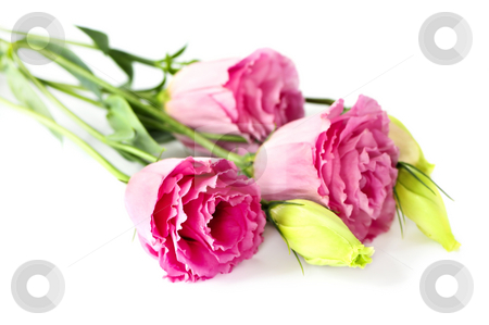 To use this stock image in your creative project, please select the size you need over to the right and click the "Add to Cart" button.
Your downloaded image will come with the Cutcaster watermark removed so don’t worry about the watermark you see on this page. Isolated pink flowers stock photo, Bouquet of flowers called prairie rose isolated on white background by Elena Elisseeva