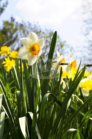 To use this stock image in your creative project, please select the size you need over to the right and click the "Add to Cart" button.
Your downloaded image will come with the Cutcaster watermark removed so don’t worry about the watermark you see on this page. Blooming daffodils in spring park stock photo, Field of blooming daffodils in spring park by Elena Elisseeva