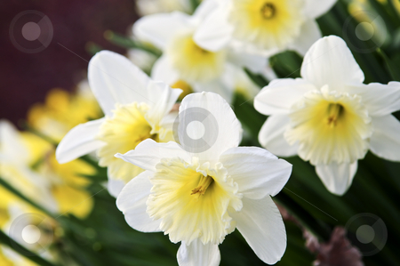 To use this stock image in your creative project, please select the size you need over to the right and click the "Add to Cart" button.
Your downloaded image will come with the Cutcaster watermark removed so don’t worry about the watermark you see on this page. Daffodils stock photo, Field of blooming daffodils in spring park by Elena Elisseeva