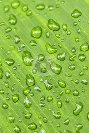 To use this stock image in your creative project, please select the size you need over to the right and click the "Add to Cart" button.
Your downloaded image will come with the Cutcaster watermark removed so don’t worry about the watermark you see on this page. Green leaf background with raindrops stock photo, Natural background of green plant leaf with raindrops by Elena Elisseeva