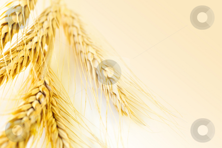 To use this stock image in your creative project, please select the size you need over to the right and click the "Add to Cart" button.
Your downloaded image will come with the Cutcaster watermark removed so don’t worry about the watermark you see on this page. Wheat ears stock photo, Ripe wheat ears close up with copy space by Elena Elisseeva
