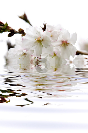 To use this stock image in your creative project, please select the size you need over to the right and click the "Add to Cart" button.
Your downloaded image will come with the Cutcaster watermark removed so don’t worry about the watermark you see on this page. Cherry blossom in water stock photo, Branch of oriental flowering cherry with blossoms submerged in water by Elena Elisseeva