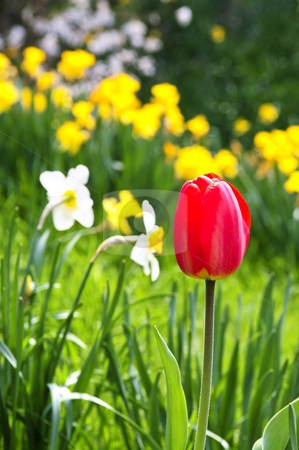 To use this stock image in your creative project, please select the size you need over to the right and click the "Add to Cart" button.
Your downloaded image will come with the Cutcaster watermark removed so don’t worry about the watermark you see on this page. Blooming spring flowers stock photo, Field of blooming flowers in spring park by Elena Elisseeva