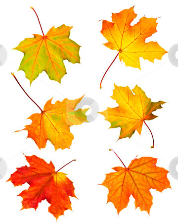 To use this stock image in your creative project, please select the size you need over to the right and click the "Add to Cart" button.
Your downloaded image will come with the Cutcaster watermark removed so don’t worry about the watermark you see on this page. Fall maple leaves stock photo, Several fall maple leaves isolated on white background by Elena Elisseeva