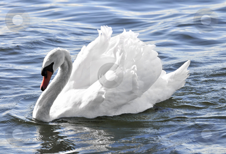 To use this stock image in your creative project, please select the size you need over to the right and click the "Add to Cart" button.
Your downloaded image will come with the Cutcaster watermark removed so don’t worry about the watermark you see on this page. White swan stock photo, Beautiful white swan with raised wings on blue water by Elena Elisseeva
