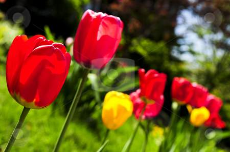 To use this stock image in your creative project, please select the size you need over to the right and click the "Add to Cart" button.
Your downloaded image will come with the Cutcaster watermark removed so don’t worry about the watermark you see on this page. Tulips in spring garden stock photo, Bright blooming tulips growing in spring garden by Elena Elisseeva