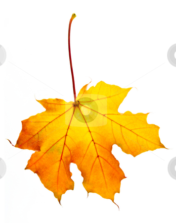 To use this stock image in your creative project, please select the size you need over to the right and click the "Add to Cart" button.
Your downloaded image will come with the Cutcaster watermark removed so don’t worry about the watermark you see on this page. Fall maple leaf stock photo, One fall maple leaf isolated on white background by Elena Elisseeva