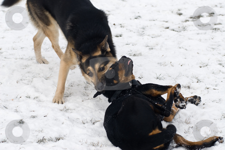 To use this stock image in your creative project, please select the size you need over to the right and click the "Add to Cart" button.
Your downloaded image will come with the Cutcaster watermark removed so don’t worry about the watermark you see on this page. Calming singals stock photo, Two dogs playing in the snow one is standing while the other one is lying by Alexander L?