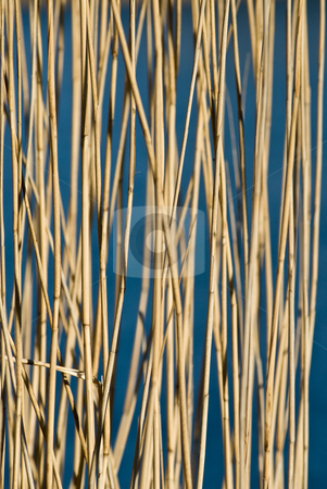 To use this stock image in your creative project, please select the size you need over to the right and click the "Add to Cart" button.
Your downloaded image will come with the Cutcaster watermark removed so don’t worry about the watermark you see on this page. Reed paterns stock photo, A background pattern with reeds and a frozen lake as blue background by Alexander L?