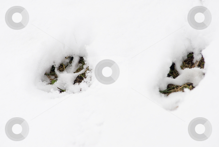 To use this stock image in your creative project, please select the size you need over to the right and click the "Add to Cart" button.
Your downloaded image will come with the Cutcaster watermark removed so don’t worry about the watermark you see on this page. Footsteps in the snow stock photo, Two footsteps of a big dog in a snowy background by Alexander L?