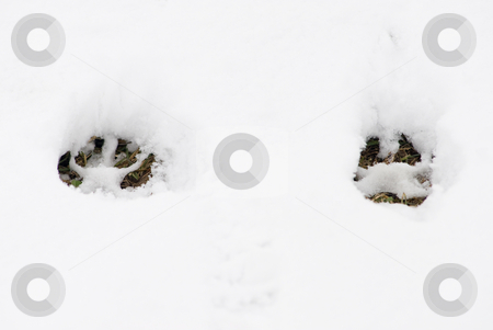 To use this stock image in your creative project, please select the size you need over to the right and click the "Add to Cart" button.
Your downloaded image will come with the Cutcaster watermark removed so don’t worry about the watermark you see on this page. Footsteps in the snow stock photo, Two footsteps of a big dog in a snowy background by Alexander L?