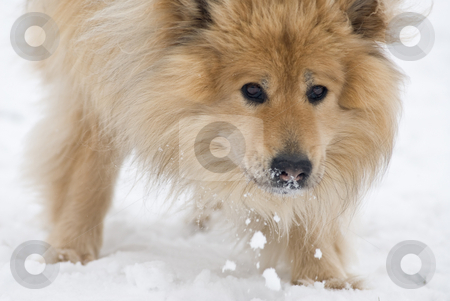 To use this stock image in your creative project, please select the size you need over to the right and click the "Add to Cart" button.
Your downloaded image will come with the Cutcaster watermark removed so don’t worry about the watermark you see on this page. Snow eating dog stock photo, A brown eurasier dog eating snow while looking in the camera by Alexander L?