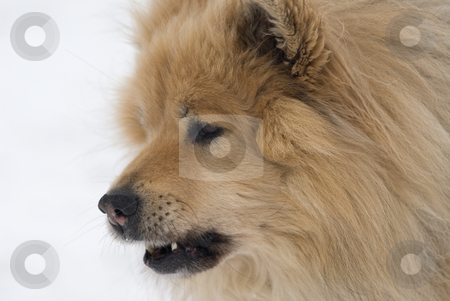 To use this stock image in your creative project, please select the size you need over to the right and click the "Add to Cart" button.
Your downloaded image will come with the Cutcaster watermark removed so don’t worry about the watermark you see on this page. Cool dog stock photo, A cheeky looking brown eurasier dog with his mouth open on a snowy background by Alexander L?