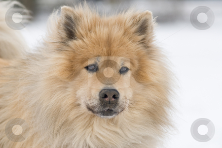 To use this stock image in your creative project, please select the size you need over to the right and click the "Add to Cart" button.
Your downloaded image will come with the Cutcaster watermark removed so don’t worry about the watermark you see on this page. Posing stock photo, A worried looking brown eurasier dog looking right into the camera in a snowy landscape by Alexander L?