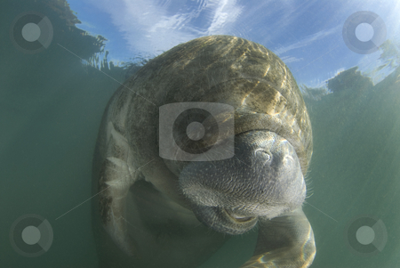 To use this stock image in your creative project, please select the size you need over to the right and click the "Add to Cart" button.
Your downloaded image will come with the Cutcaster watermark removed so don’t worry about the watermark you see on this page. Laughing Manatee stock photo, An endangered Florida Manatee (Trichechus manatus latirostrus) seems to laugh in the springs of Crystal River, Florida with the blue skies showing through the surface. by A Cotton Photo