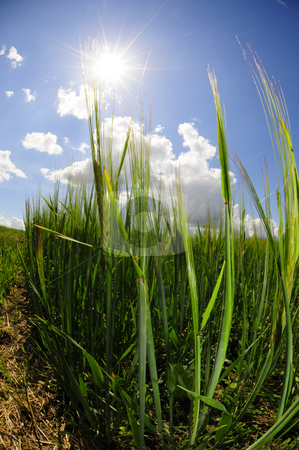 To use this stock image in your creative project, please select the size you need over to the right and click the "Add to Cart" button.
Your downloaded image will come with the Cutcaster watermark removed so don’t worry about the watermark you see on this page. Frog perspective field stock photo, View from a frogs perspective of oat field by Magnus Johansson