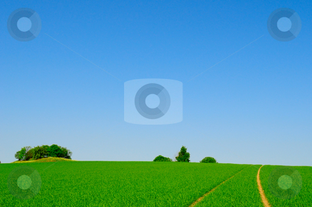 To use this stock image in your creative project, please select the size you need over to the right and click the "Add to Cart" button.
Your downloaded image will come with the Cutcaster watermark removed so don’t worry about the watermark you see on this page. Perfect farmland stock photo, Perfect farmland and blue sky by Magnus Johansson