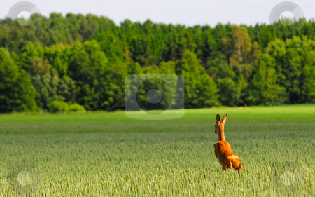 To use this stock image in your creative project, please select the size you need over to the right and click the "Add to Cart" button.
Your downloaded image will come with the Cutcaster watermark removed so don’t worry about the watermark you see on this page. Jumping in oat field stock photo, Deer is jumping in an oat field by Magnus Johansson