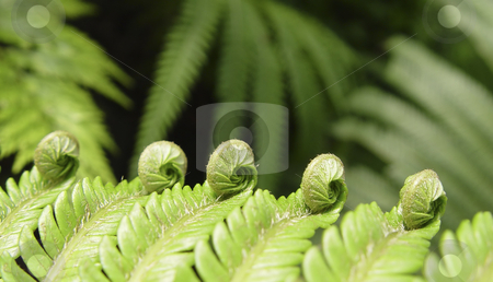 To use this stock image in your creative project, please select the size you need over to the right and click the "Add to Cart" button.
Your downloaded image will come with the Cutcaster watermark removed so don’t worry about the watermark you see on this page. Ferns stock photo, Ferns, birth of a fern leaf by mdphot