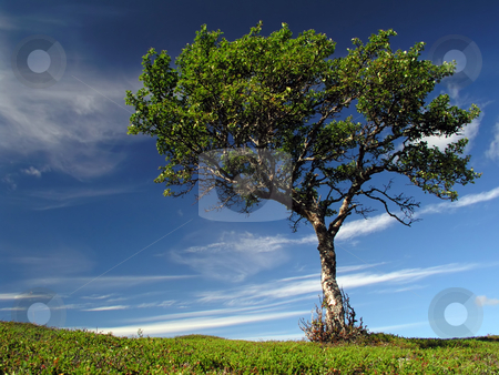 To use this stock image in your creative project, please select the size you need over to the right and click the "Add to Cart" button.
Your downloaded image will come with the Cutcaster watermark removed so don’t worry about the watermark you see on this page. Lonely tree stock photo, A lonely tree in the mountain by Ingvar Bjork