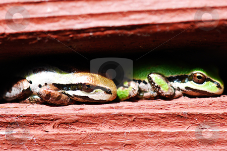 To use this stock image in your creative project, please select the size you need over to the right and click the "Add to Cart" button.
Your downloaded image will come with the Cutcaster watermark removed so don’t worry about the watermark you see on this page. Two Frogs stock photo, Close-up of two frogs resting toe-to-tail in a stucco railing by Orange Line Media