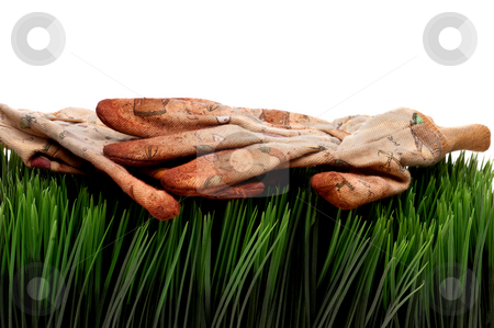 To use this stock image in your creative project, please select the size you need over to the right and click the "Add to Cart" button.
Your downloaded image will come with the Cutcaster watermark removed so don’t worry about the watermark you see on this page. A horizontal view of old worn workgloves on green grass stock photo, A horizontal view of old worn workgloves on green grass by Vince Clements