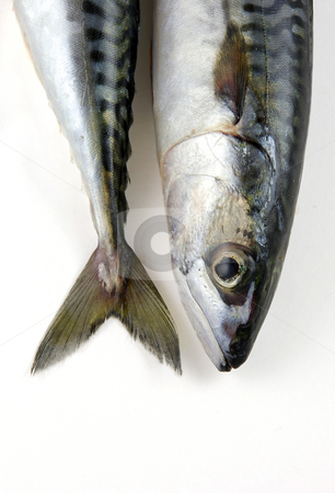 To use this stock image in your creative project, please select the size you need over to the right and click the "Add to Cart" button.
Your downloaded image will come with the Cutcaster watermark removed so don’t worry about the watermark you see on this page. Heads or tails stock photo, The head and tail of a mackerel by Paul Turner