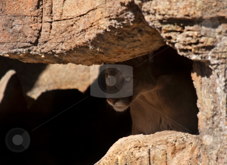 To use this stock image in your creative project, please select the size you need over to the right and click the "Add to Cart" button.
Your downloaded image will come with the Cutcaster watermark removed so don’t worry about the watermark you see on this page. Lurking in the Shadows stock photo, A cougar lurking in the shadows of small cave. Not the kind of thing one wants to see when one is hiking alone. by Mike Dawson