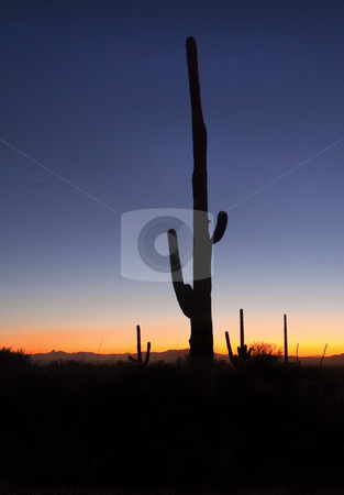 To use this stock image in your creative project, please select the size you need over to the right and click the "Add to Cart" button.
Your downloaded image will come with the Cutcaster watermark removed so don’t worry about the watermark you see on this page. Saguaro Sunset stock photo, A large saguaro silhouetted at dusk with Venus rising in the earling evening sky. by Mike Dawson