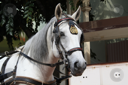 To use this stock image in your creative project, please select the size you need over to the right and click the "Add to Cart" button.
Your downloaded image will come with the Cutcaster watermark removed so don’t worry about the watermark you see on this page. White horse drawing carriage stock photo, Beautiful white horse wearing carriage gear by Chris Alleaume