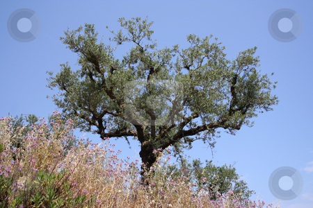 To use this stock image in your creative project, please select the size you need over to the right and click the "Add to Cart" button.
Your downloaded image will come with the Cutcaster watermark removed so don’t worry about the watermark you see on this page. Olive Tree stock photo, Showing the twisty nature of the Meditterranean olive tree against an azure sky by Helen Shorey