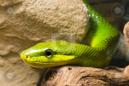 To use this stock image in your creative project, please select the size you need over to the right and click the "Add to Cart" button.
Your downloaded image will come with the Cutcaster watermark removed so don’t worry about the watermark you see on this page. Red Tailed Racer stock photo, Young Red Tailed Racer (Gonyosoma oxycephala) - detail of head by Petr Koudelka