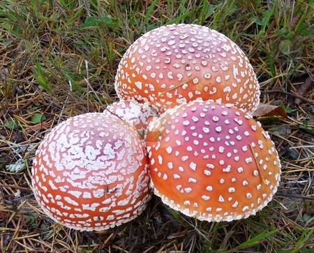 To use this stock image in your creative project, please select the size you need over to the right and click the "Add to Cart" button.
Your downloaded image will come with the Cutcaster watermark removed so don’t worry about the watermark you see on this page. Fly Agaric stock photo, This is a rare (to the area) poisonous mushroom, scientifially named 'Fly agaric.' by Jonni Hayes