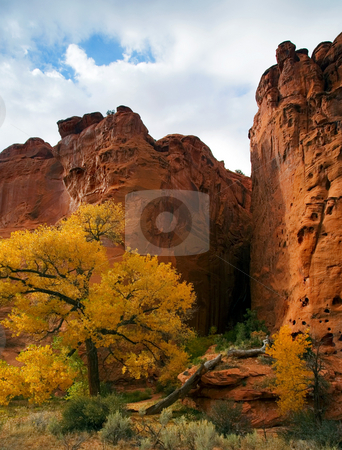 To use this stock image in your creative project, please select the size you need over to the right and click the "Add to Cart" button.
Your downloaded image will come with the Cutcaster watermark removed so don’t worry about the watermark you see on this page. Desert Autumn stock photo, Fall colors contrast against the sandstone alongthe Burr Canyon Road. by Mike Dawson