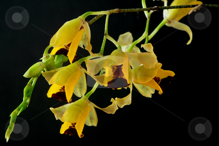 To use this stock image in your creative project, please select the size you need over to the right and click the "Add to Cart" button.
Your downloaded image will come with the Cutcaster watermark removed so don’t worry about the watermark you see on this page. Baptistonia echinata stock photo, Baptistonia echinata, Oncidium, Orchid;
photographed in March 2009 by Manuela Schueler
